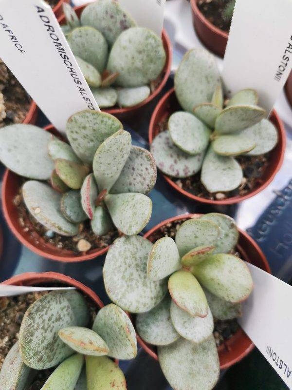 Adromischus Alstonii - immagine 2