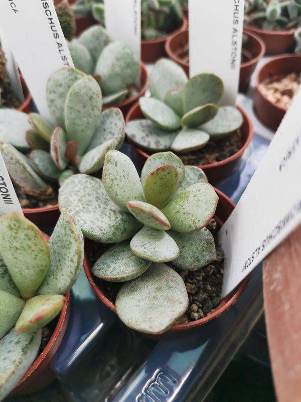 Adromischus Alstonii
