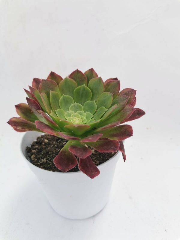 Aeonium Fiesta - Image 2