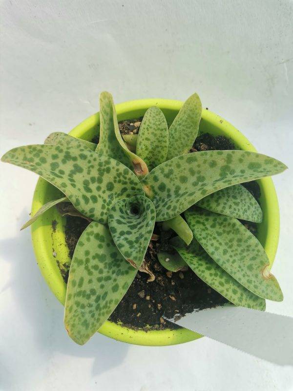 Drimiopsis Purpurea