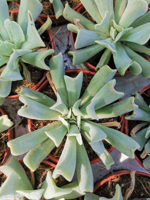 Echeveria Runyonii Rose