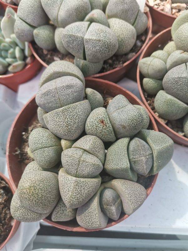 Pleiospilos Nelii Accestiti