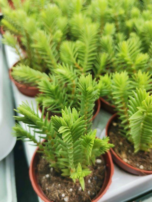 Sedum Reflexum - Image 3
