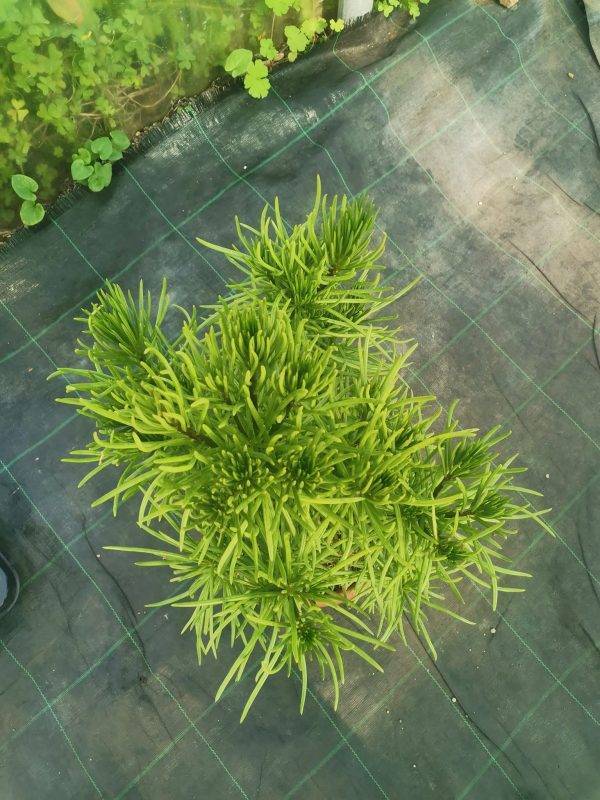 Senecio Barbetonicus Himalaya Big - Image 2
