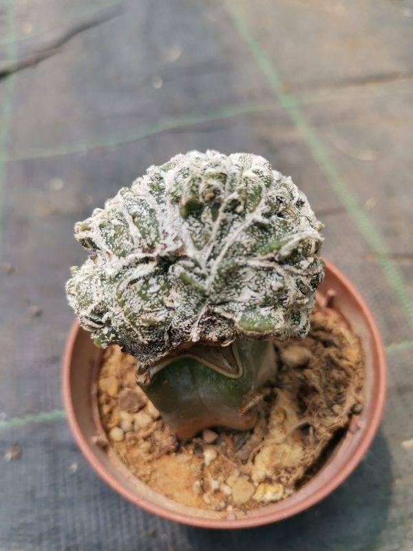 Astrophytum fukuryu haku-jo crestata f. Mostruosa innestata - Image 2