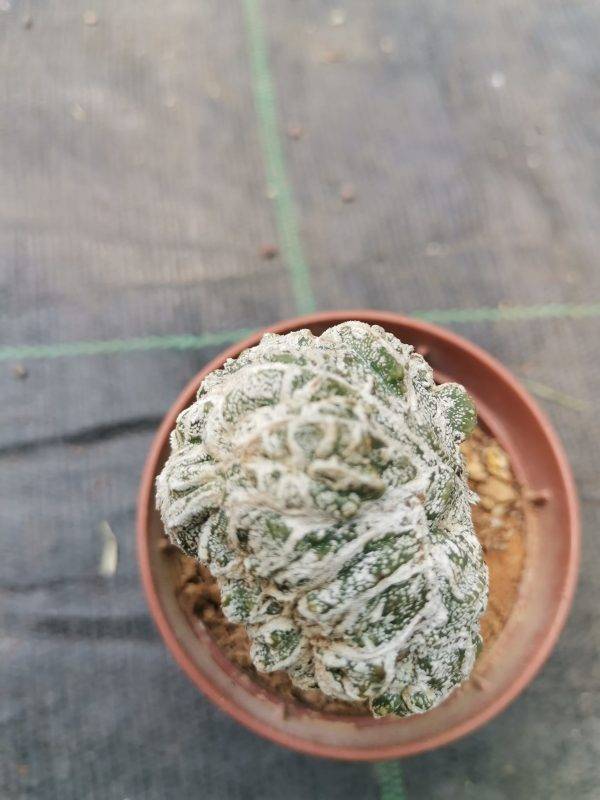 Astrophytum fukuryu haku-jo crestata f. Mostruosa innestata - Image 3