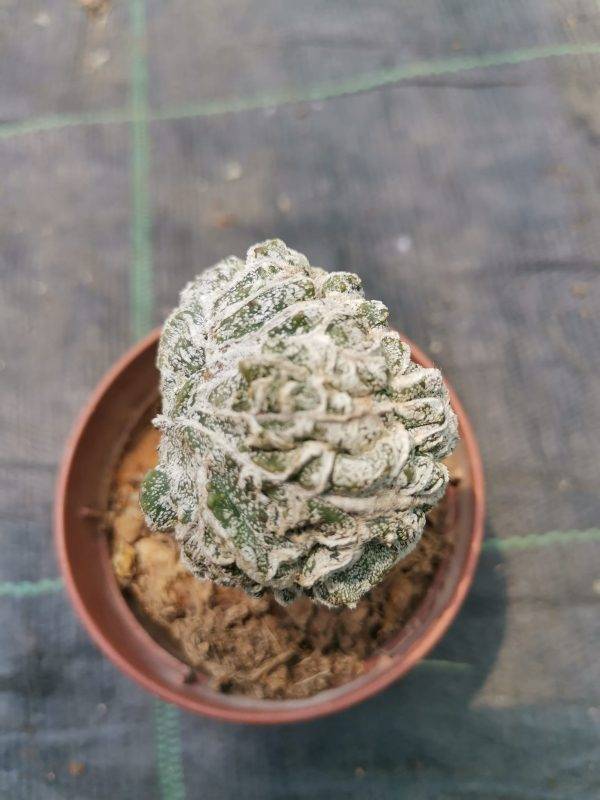Astrophytum fukuryu haku-jo crestata f. Mostruosa innestata