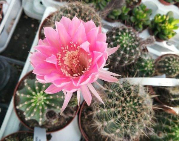 Echinopsis hybrid fiore Rosa