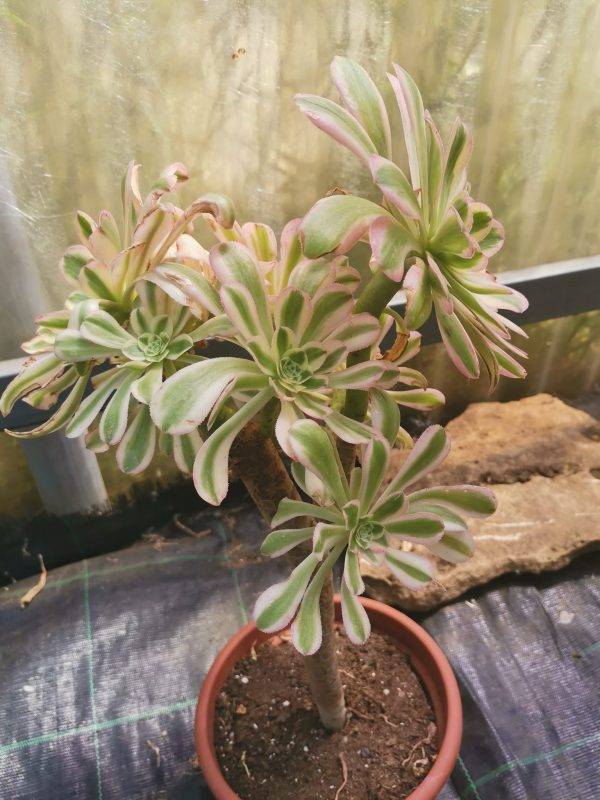 Aeonium Arboreum Luteovariegatum - Image 2