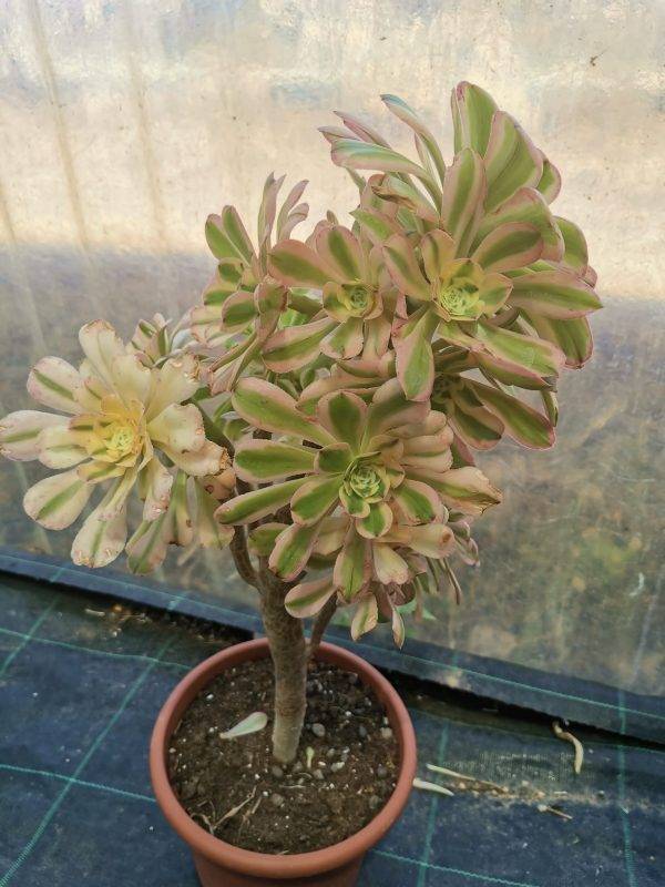 Aeonium Arboreum Luteovariegatum - Image 3