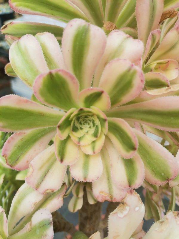 Aeonium Arboreum Luteovariegatum