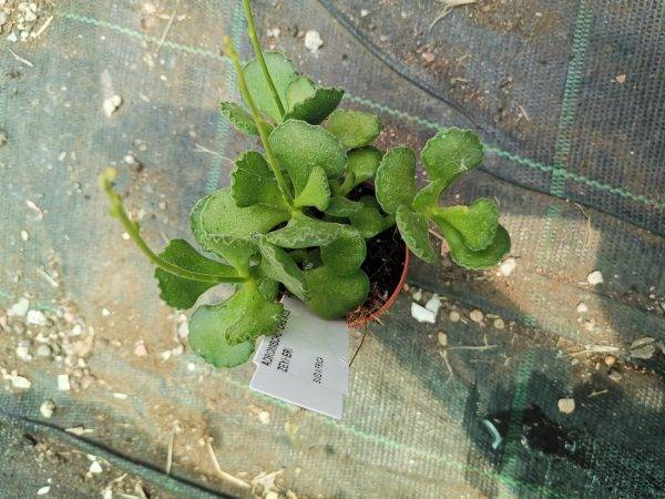 Adromischus Cristatus v. Zeheri - immagine 2