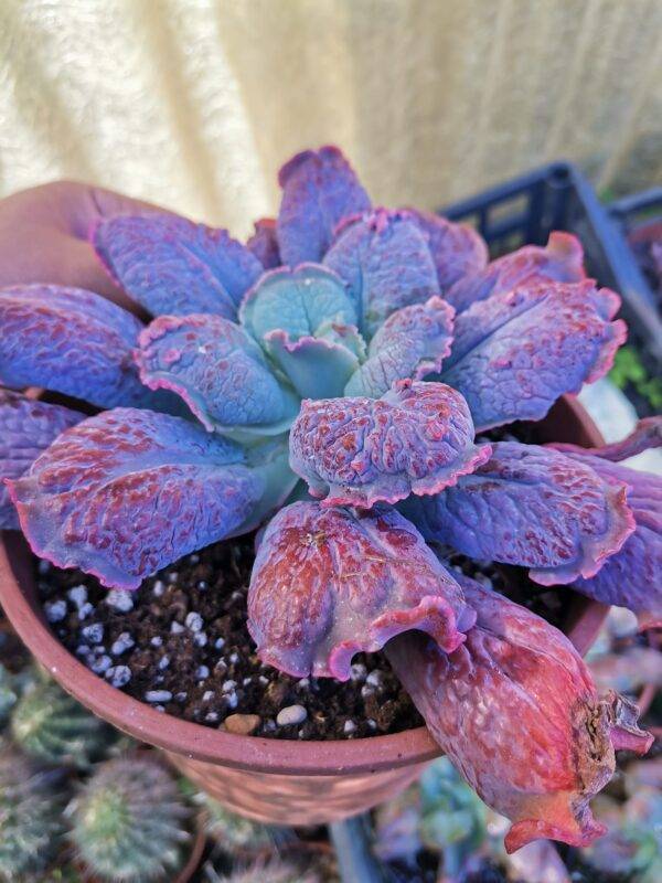 Echeveria Linguas - Image 2