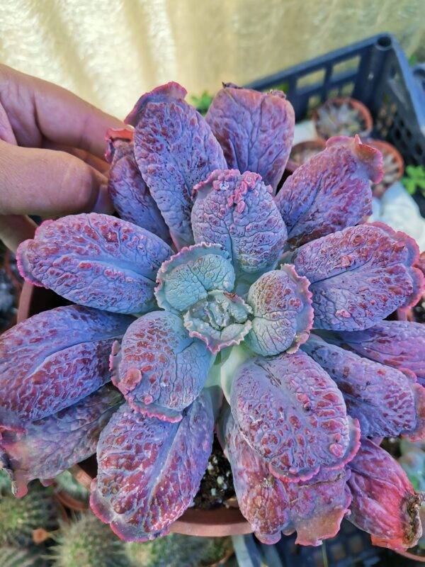Echeveria Linguas