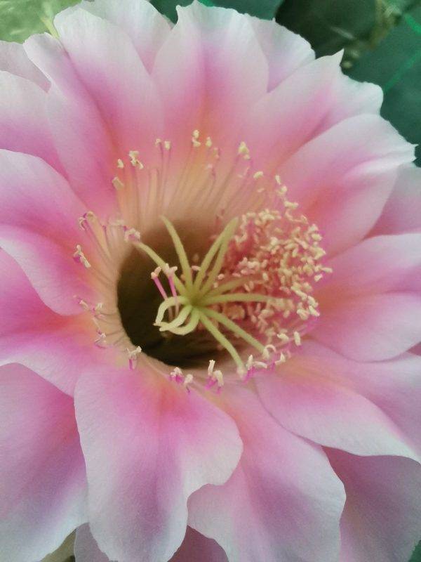 Echinopsis hybrid fiore rosa sfumato