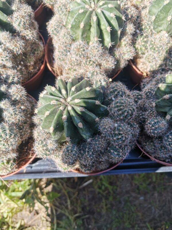 Echinopsis Hybrid