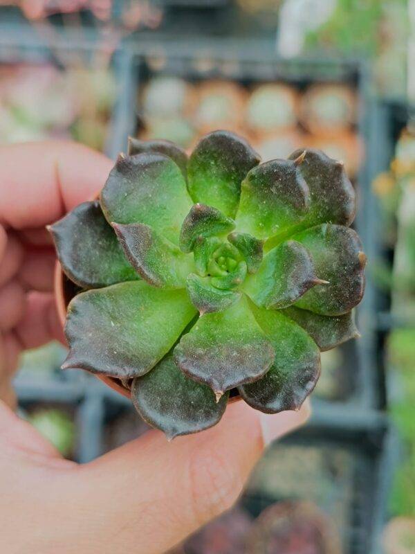 Echeveria Super Bowl