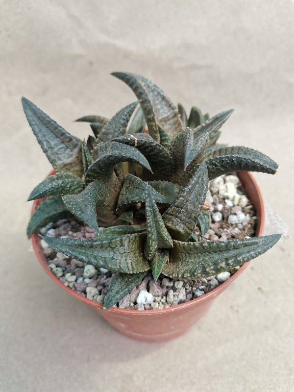 Haworthia Koelmaniorum Night Forest - immagine 2