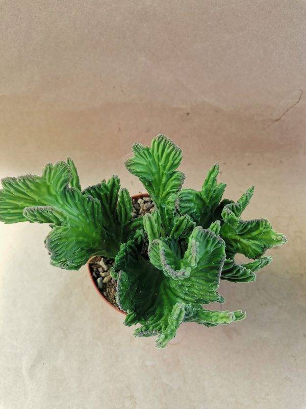 Stapelia Leendertziae Crestata - immagine 2