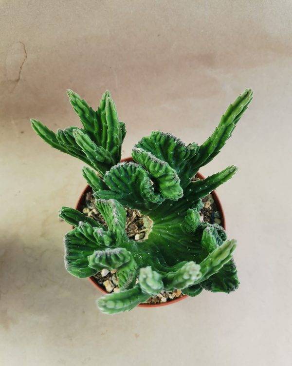 Stapelia Leendertziae Crestata - immagine 4