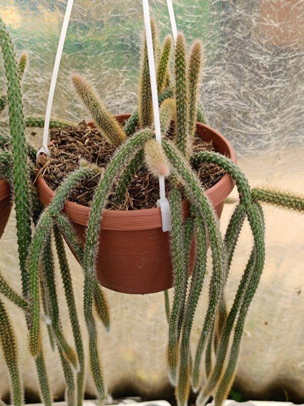 Aporocactus Flagelliformis o coda di topo - Image 3