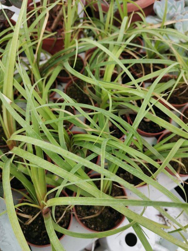 Beaucarnea Recurvata o Nolina Mangiafumo - immagine 2