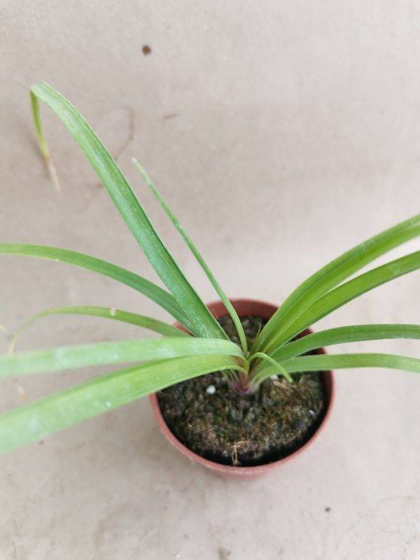 Beaucarnea Recurvata o Nolina Mangiafumo - immagine 3
