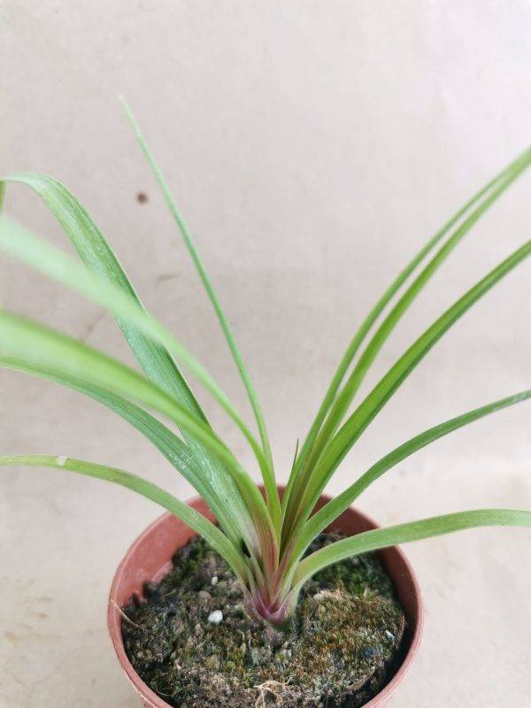 Beaucarnea Recurvata o Nolina Mangiafumo - immagine 4