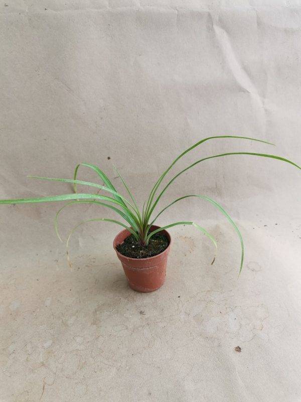 Beaucarnea Recurvata o Nolina Mangiafumo - immagine 5