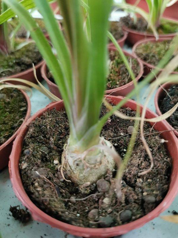 Beaucarnea Recurvata o Nolina Mangiafumo