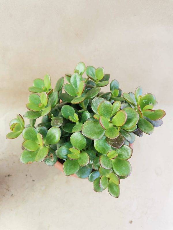Crassula Ovata f. Minor - Image 2