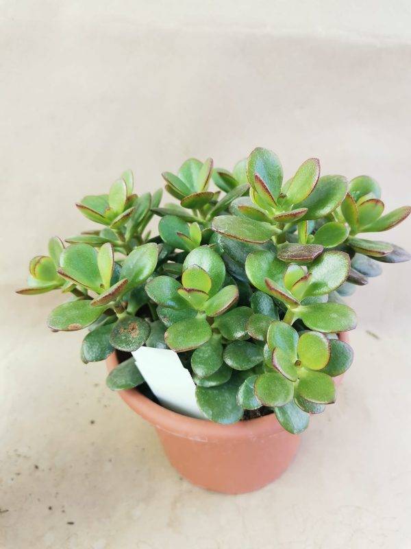 Crassula Ovata f. Minor