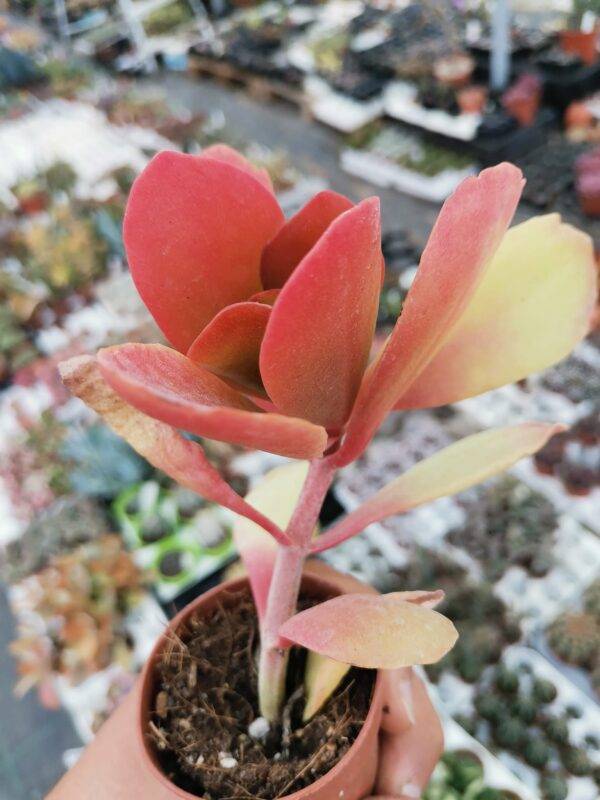 Kalanchoe Vivien - immagine 2