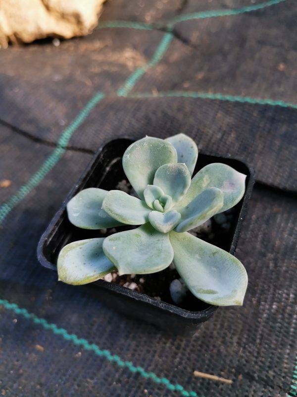 Pachyveria Orpet - immagine 2