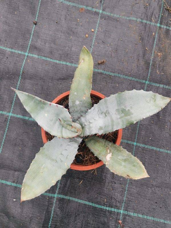 Agave Marmorata - immagine 3