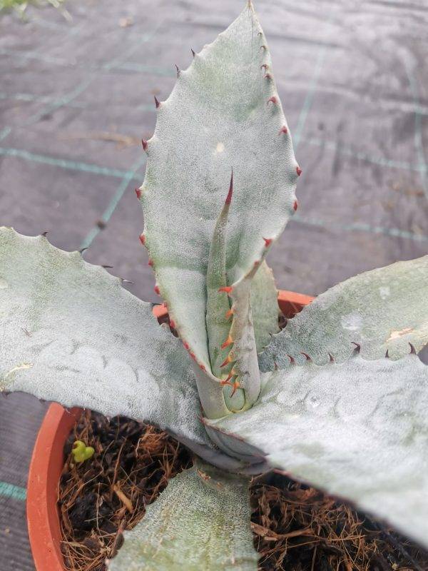 Agave Marmorata