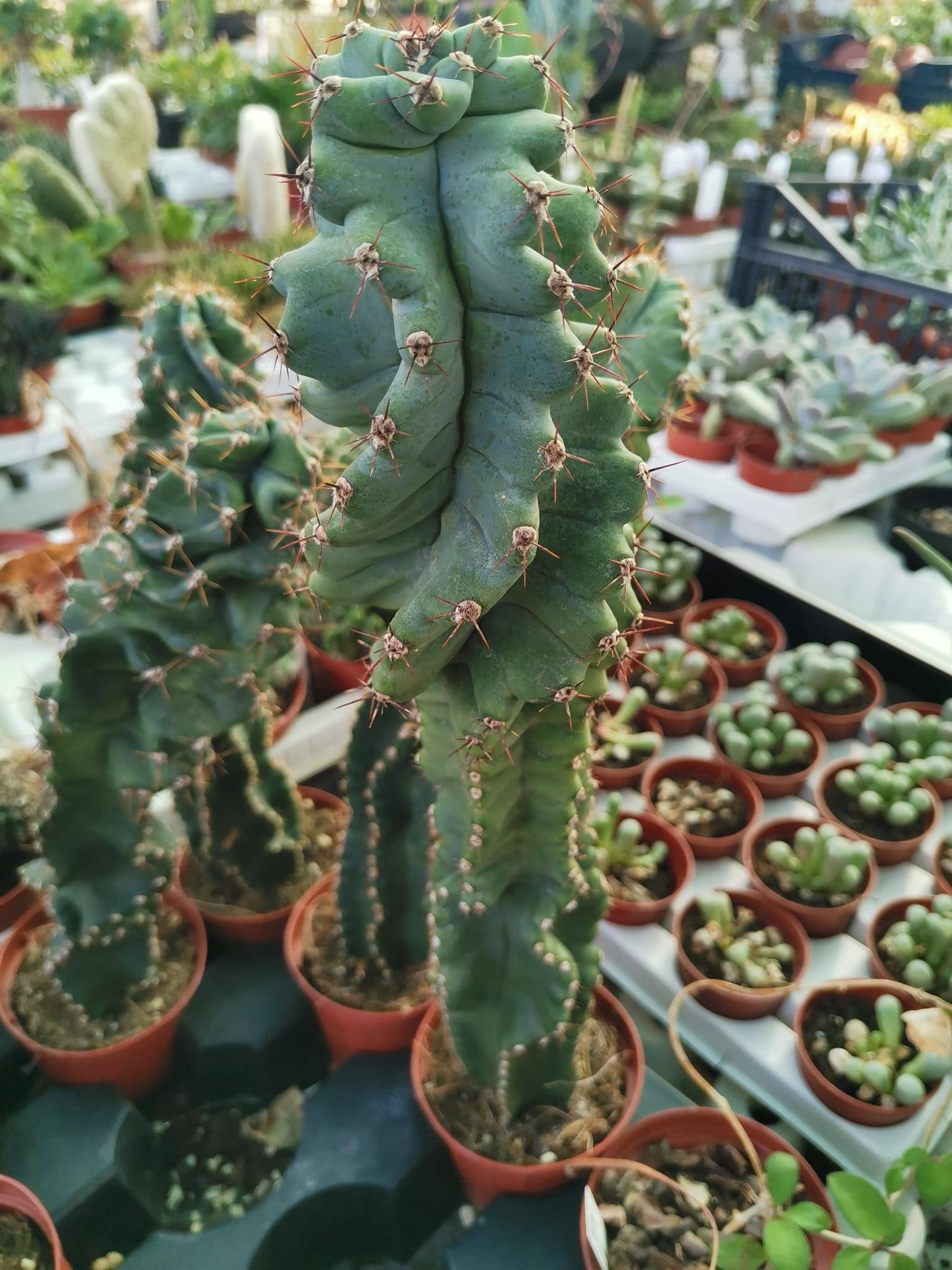 Games - Mass Effect 3 Xbox 360 For Sale In George (ID:634182201 - Foto 7