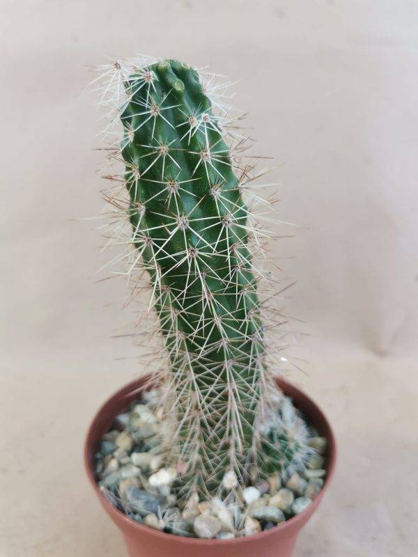 Echinocereus Sanpedroensis