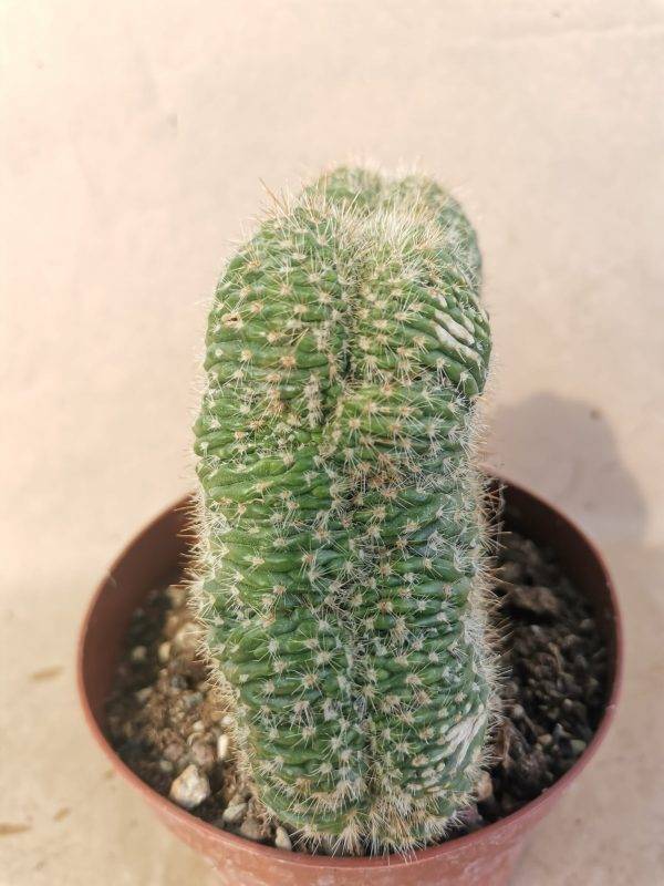 Echinocereus sp Crestata innestata - Image 2
