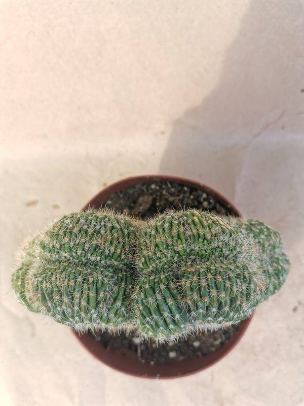 Echinocereus sp Crestata innestata - Image 3