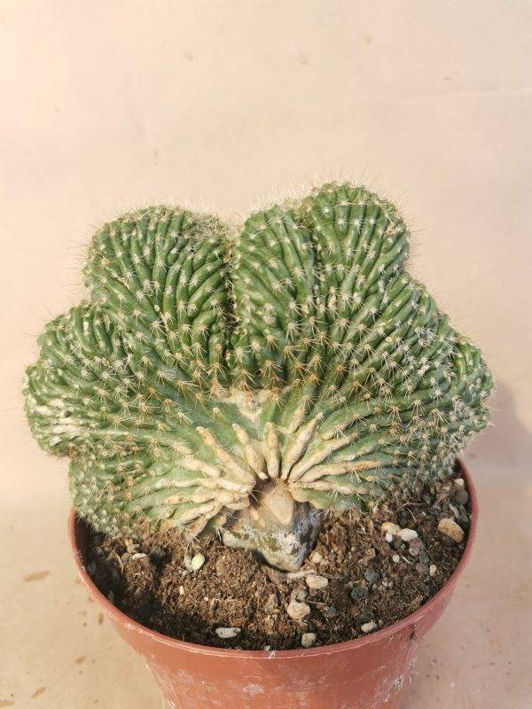 Echinocereus sp Crestata innestata