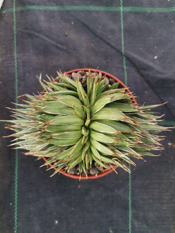 Agave Filifera Crestata - Image 2