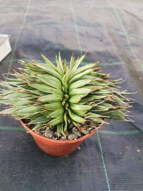 Agave Filifera Crestata - Image 3