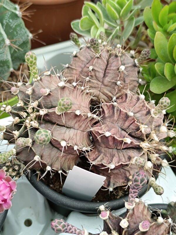 Gymnocalycium Mihanovichii x3 - Image 2