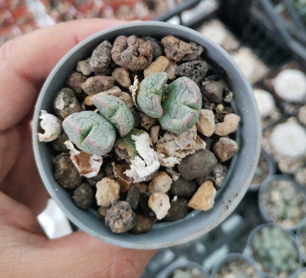 Conophytum Ernianum - Image 2