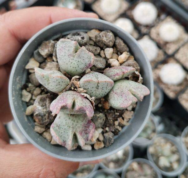 Conophytum Ernianum - Image 4