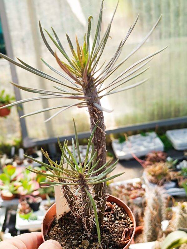 Senecio Kleinia