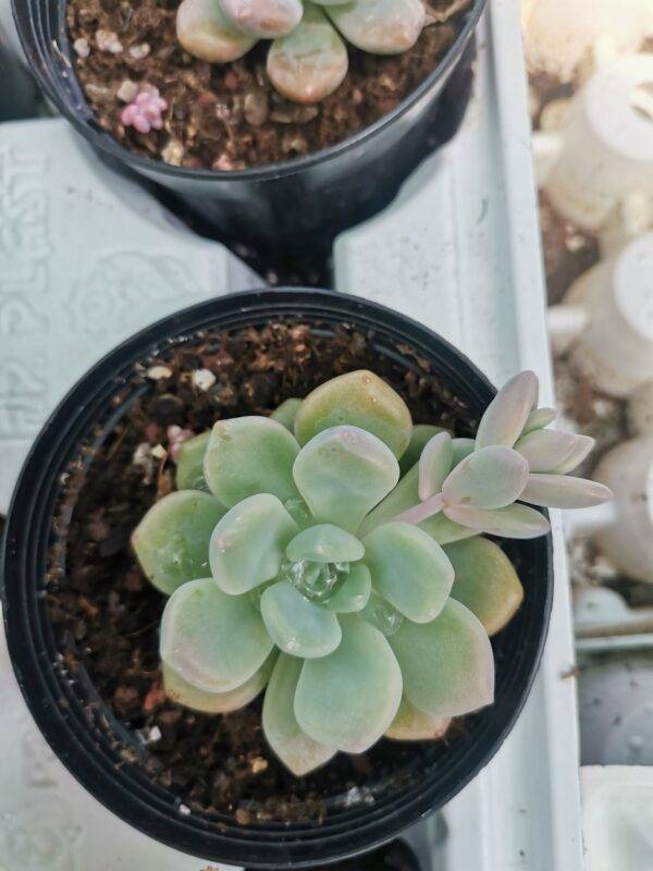 Pachyphytum "Cutie Angel" Korean - immagine 2