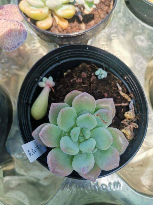 Pachyphytum "Cutie Angel" Korean - immagine 3