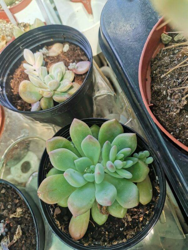 Pachyphytum "Cutie Angel" Korean - immagine 4